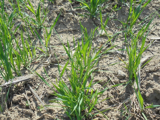 Fermierii români și banii europeni