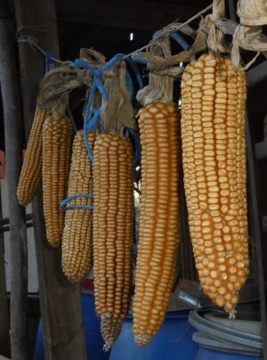 România, importator de cereale din Rep. Moldova, Serbia, Ucraina și Rusia