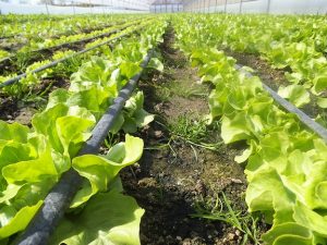 În toiul președinției UE, MADR atacă fructele și legumele din spațiul intracomunitar