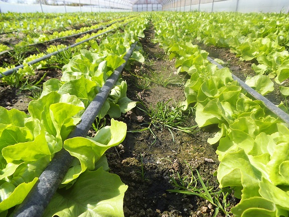 În toiul președinției UE, MADR atacă fructele și legumele din spațiul intracomunitar