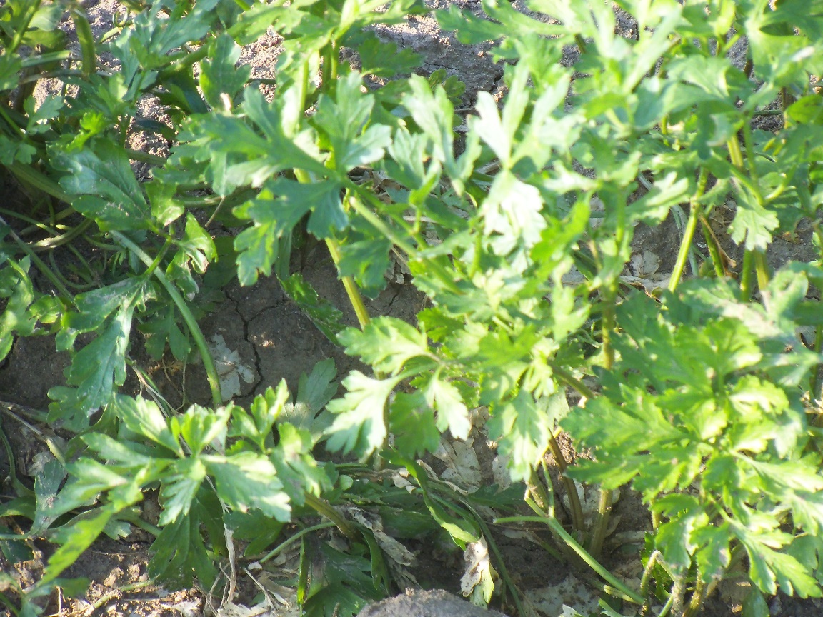 ”Arma alimentară” scoasă la frontieră