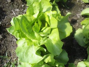 Raport reziduuri de pesticide 2020: verdețurile și castraveții cornișon, cele mai contaminate legume