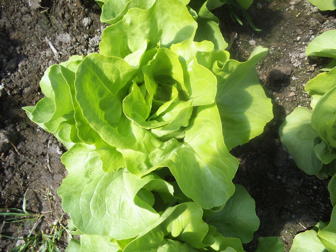 Raport reziduuri de pesticide 2020: verdețurile și castraveții cornișon, cele mai contaminate legume