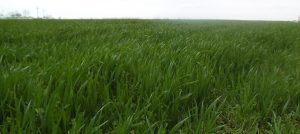 De ce fermierii români primesc una dintre cele mai mici subvenții agricole; Demontarea unei teze de propagandă anti-europeană