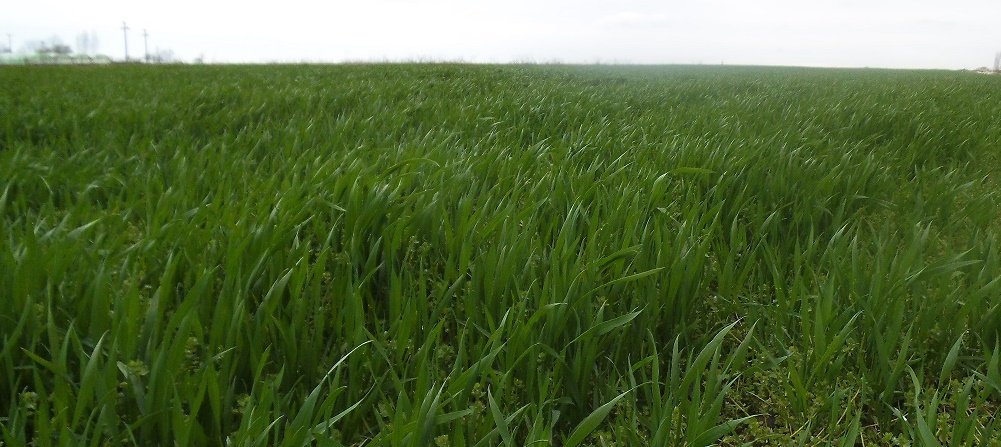 De ce fermierii români primesc una dintre cele mai mici subvenții agricole; Demontarea unei teze de propagandă anti-europeană