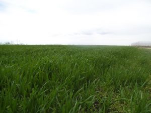 Cele mai mari 120 de exploatații din România încasează subvenții aproape cât 491.250 de mici exploatații