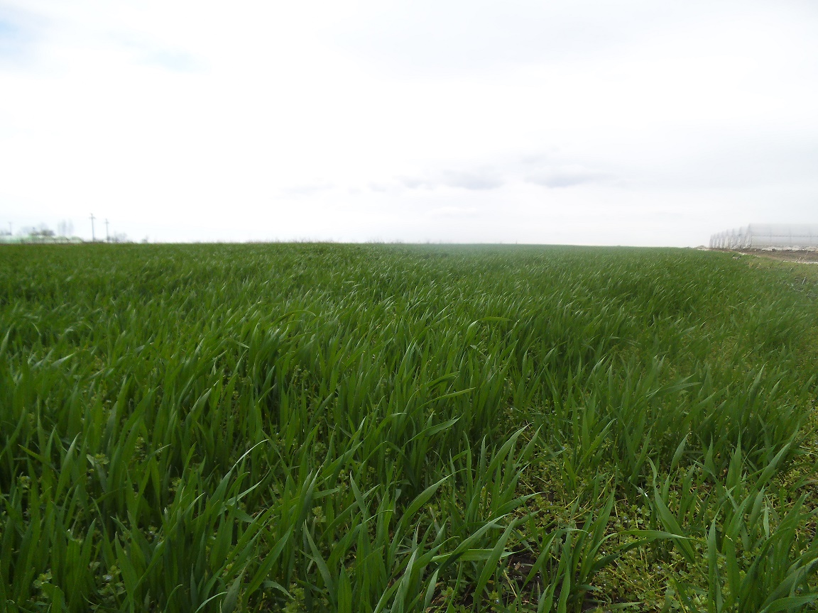 Cele mai mari 120 de exploatații din România încasează subvenții aproape cât 491.250 de mici exploatații