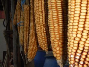 Seceta de anul trecut a afectat puternic exporturile de cereale ale României; cantitatea totală exportată a fost, însă, mai mare decât în alți ani din intervalul 2006 - 2021