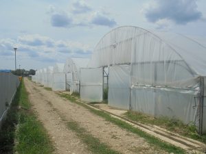 Un fost ofițer de rang înalt, acum patron de firmă de protecție și pază, a înființat cea mai mare fermă legumicolă din județul Dâmbovița și vinde legume în hypermarketuri