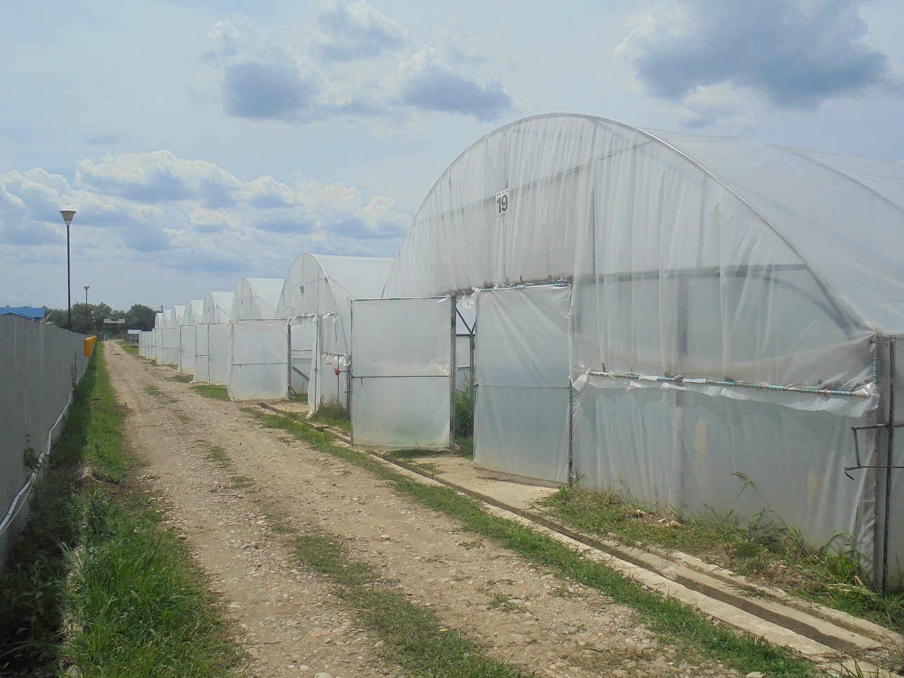 Un fost ofițer de rang înalt, acum patron de firmă de protecție și pază, a înființat cea mai mare fermă legumicolă din județul Dâmbovița și vinde legume în hypermarketuri