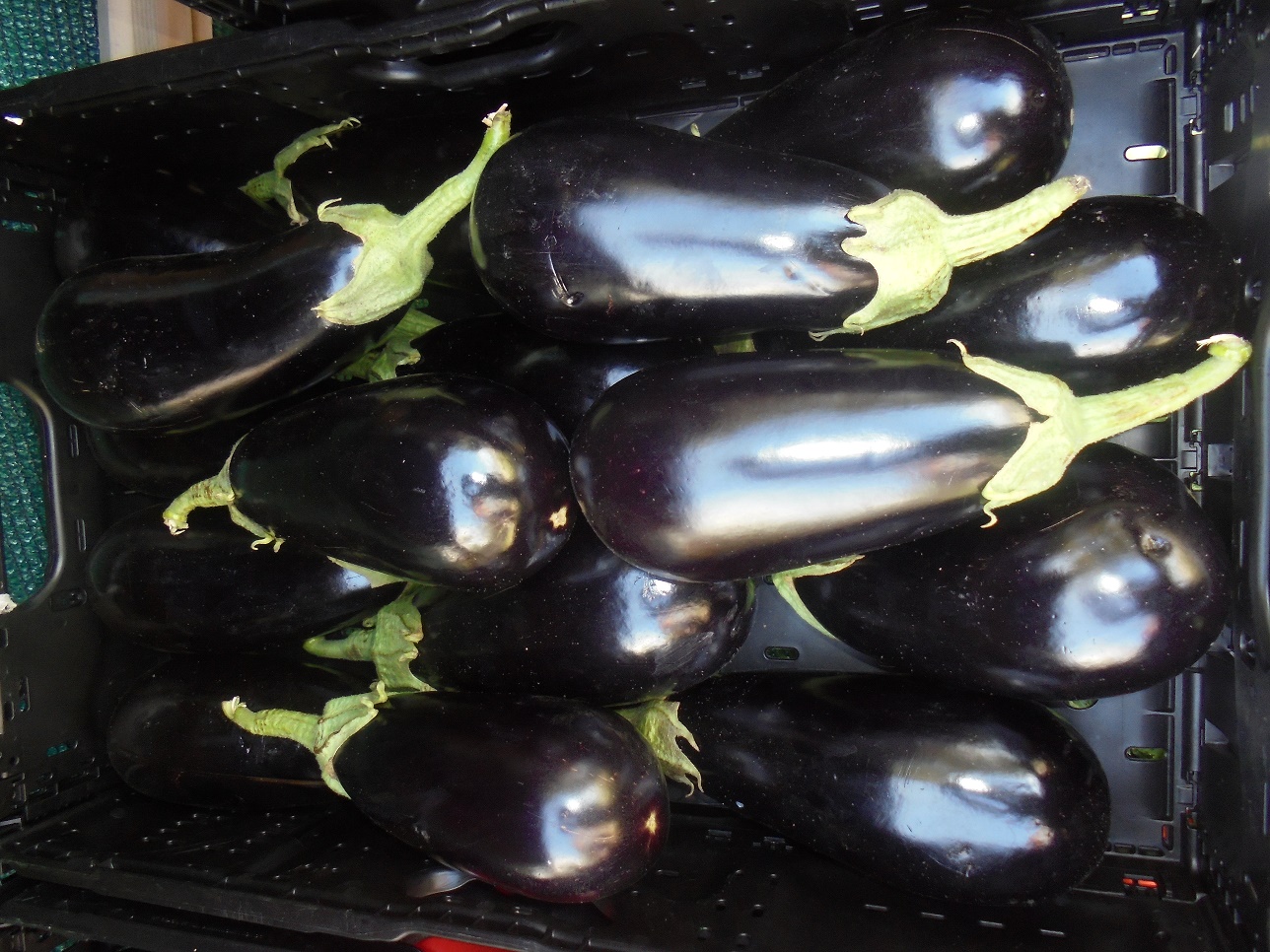 Statisticile groazei: 600 de milioane de oameni se îmbolnăvesc anual din cauza alimentelor alterate sau contaminate, iar 420 000 dintre pacienți decedează; Cum combate tehnologia avansată fraudele alimentare