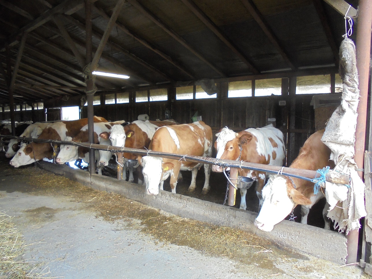 Pandemia covid-19 le-a mai băgat fermierilor în conturi încă 321,9 milioane de lei