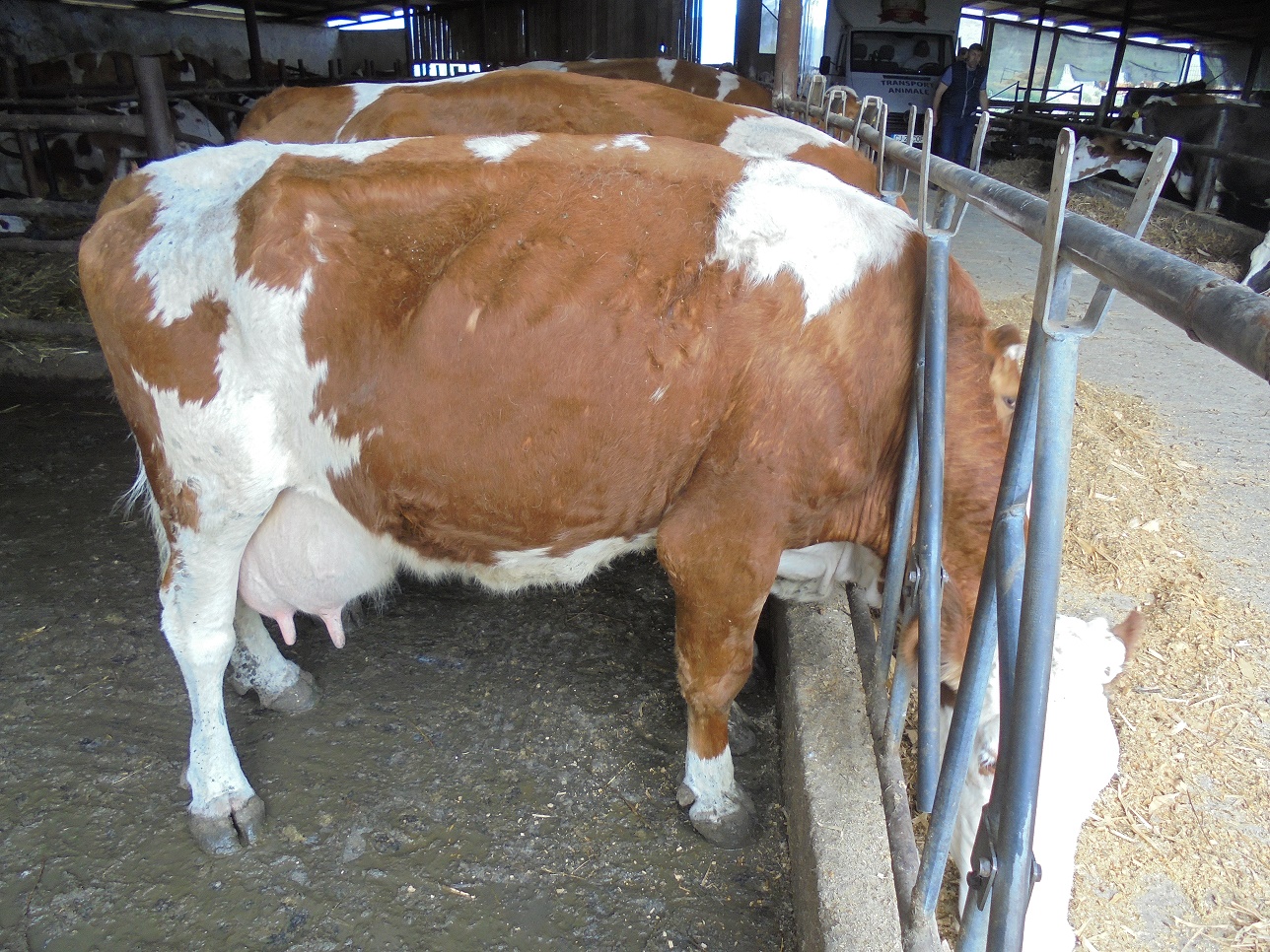 Piața laptelui și a produselor lactate: Uniunea Europeană acoperă peste 50% din exporturi la nivel mondial; care sunt primele 15 state exportatoare