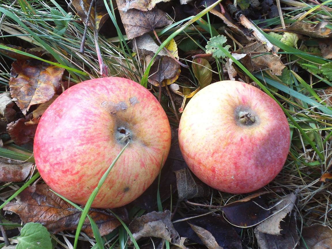 Bani europeni pentru promovarea sucurilor bio din România în trei țări arabe; de la aprobarea proiectului, în 2017, pe piața arabă nu a ajuns, însă, niciun litru de suc bio