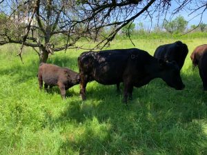 piața animalelor de reproducţie din Statele Unite este paralizată și pierd milioane de dolari din cauza tarifelor impuse Chinei