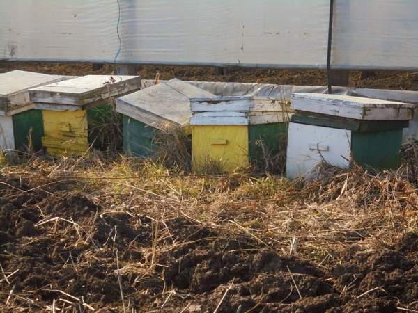 Doi falși apicultori, trimiși în judecată pentru fraudă cu fonduri europene