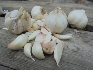 Câți bani au încasat cultivatorii de usturoi din Botoșani, din bugetul național, pentru producția din 2019