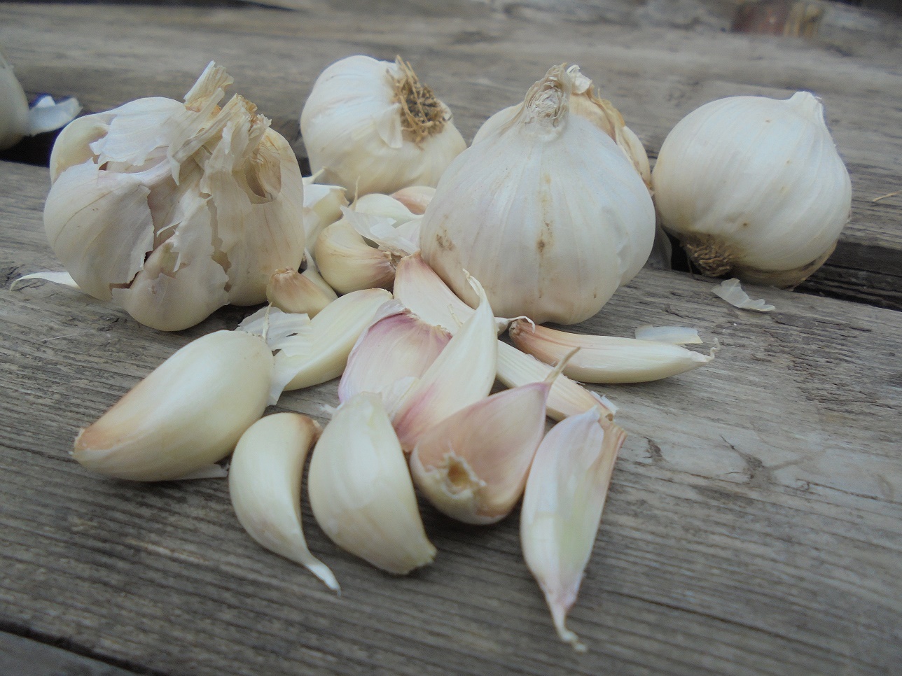 Câți bani au încasat cultivatorii de usturoi din Botoșani, din bugetul național, pentru producția din 2019