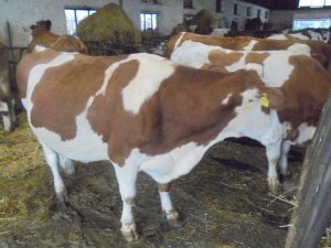 PREȚUL LAPTELUI: văcarii români stau mai bine, cel puțin statistic, decât colegii lor din cele mai multe țări europene; productivitatea medie anuală rămâne, în schimb, cea mai mică din Uniunea Europeană