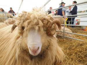 Oaia românească, vândută bine la export, în viu; ce s-a întâmplat în Spania și Irlanda?