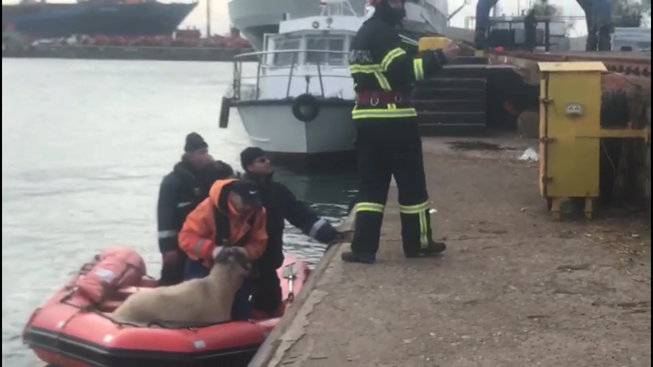 Noi detalii despre nava care s-a scufundat în Marea Neagră cu 14.000 de oi din România; cine a fost responsabil de siguranța transportului?