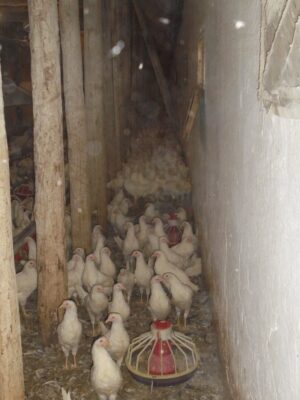 Raport pesticide 2018: Număr alarmant de probe cu depășiri ale nivelului maxim admis de reziduuri de Fipronil, descoperite în fermele de creștere a păsărilor din România; salata și ceapa verde, printre cele mai contaminate legume