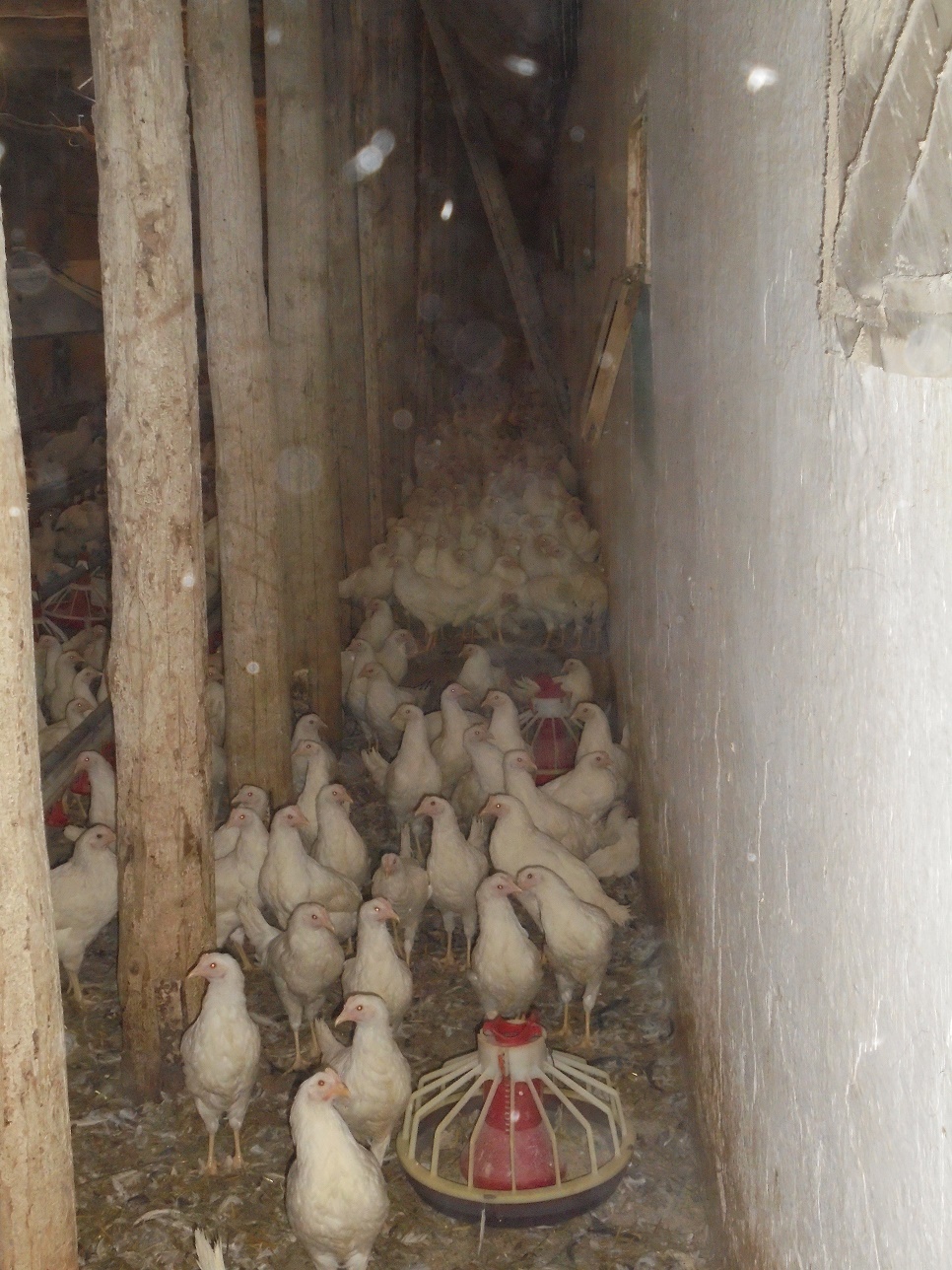 Raport pesticide 2018: Număr alarmant de probe cu depășiri ale nivelului maxim admis de reziduuri de Fipronil, descoperite în fermele de creștere a păsărilor din România; salata și ceapa verde, printre cele mai contaminate legume