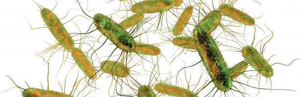 Fructele și legumele din Turcia cu reziduuri de pesticide și carnea de pui și produsele din carne de pui din Polonia infestate cu Salmonella domină clasamentul notificărilor la nivelul Uniunii Europene