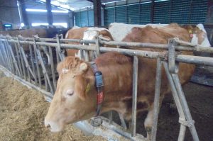 Prețul laptelui la poarta fermei: Observatorul European al Laptelui a revizuit în minus datele aferente lunii aprilie; statisticile sunt raportate de statele membre