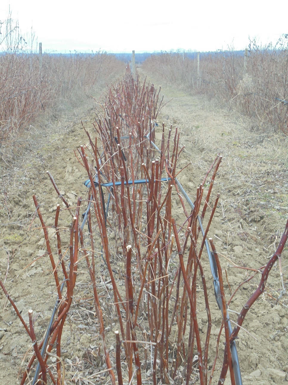 Lantulalimentar.ro în județul Dâmbovița: Chiar dacă este licențiat în arte plastice, Florin Olteanu a reușit să ajungă unul dintre cei mai mari jucători pe piața zmeurei și murelor