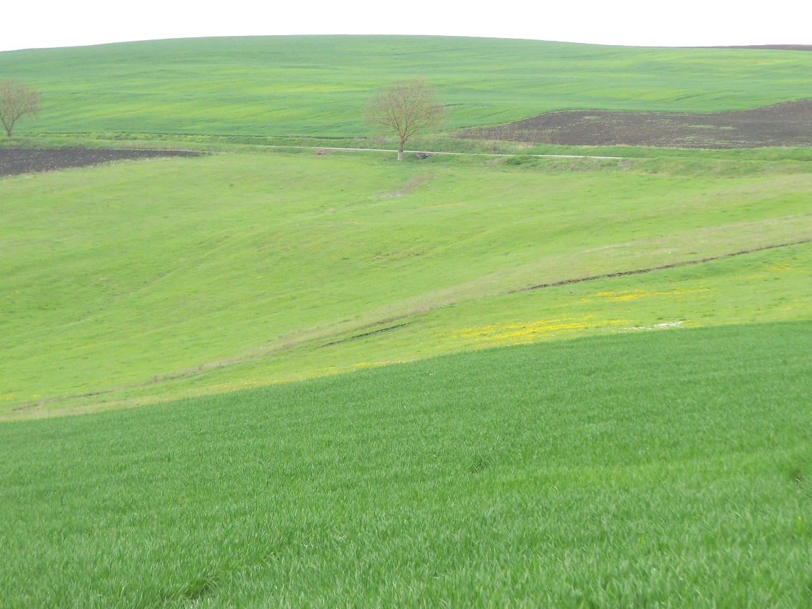 Politica Agricolă Comună: România, așteptată să depună Planul Național Strategic ”cât mai curând posibil”; oferă forul european flexibilitate în ce privește termenul de depunere?