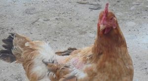 Autoritățile din Danemarca cer cetățenilor să aleagă mai degrabă carnea de pasăre, decât carnea de vită