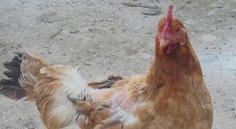 Autoritățile din Danemarca cer cetățenilor să aleagă mai degrabă carnea de pasăre, decât carnea de vită