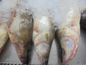 Ajutor financiar european de până la 120.000 de euro pentru firmele active în piscicultură și acvacultură