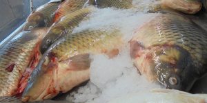 Obiceiuri alimentare: românii preferă macroul, crapul și heringul; consumul de pește este caracteristic mai degrabă adulților, decât celor tineri