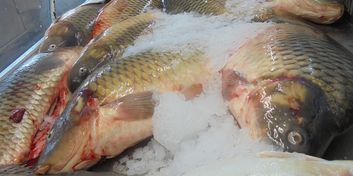 Obiceiuri alimentare: românii preferă macroul, crapul și heringul; consumul de pește este caracteristic mai degrabă adulților, decât celor tineri