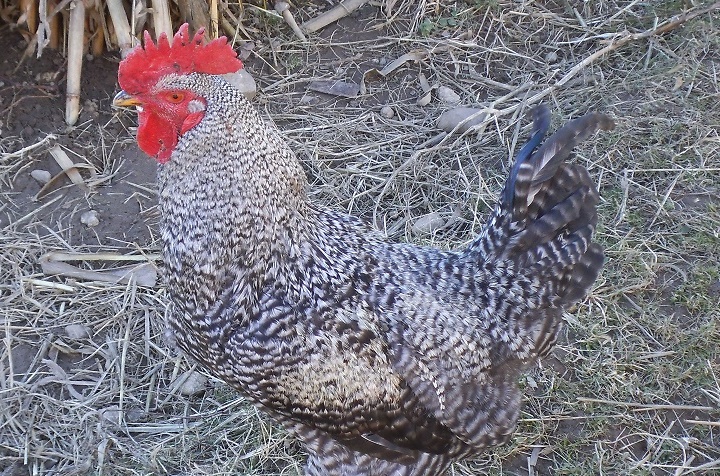 Prețul cărnii de pasăre a explodat în Polonia, cel mai mare producător din UE; în schimb, firma românească Agricola Grup anunță că va menține prețurile la carnea de pasăre pentru următoarele trei luni la nivelul mediei ultimelor trei luni