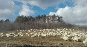 Fermierul român e puternic! Oierul Dorel Bora din comuna Sânpaul, județul Cluj, livrează, săptămânal, cantități mari de lapte unui procesator din județul Maramureș