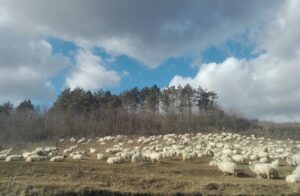 oi, ovine, turma de oi