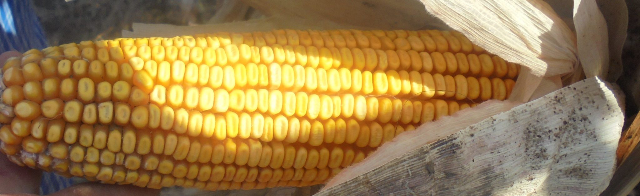 România cultivă cea mai mare suprafață cu porumb din Uniunea Europeană; cea mai mare creștere procentuală a recoltei în 2021 față de 2020; productivitatea ( media la ha ) rămâne însă redusă