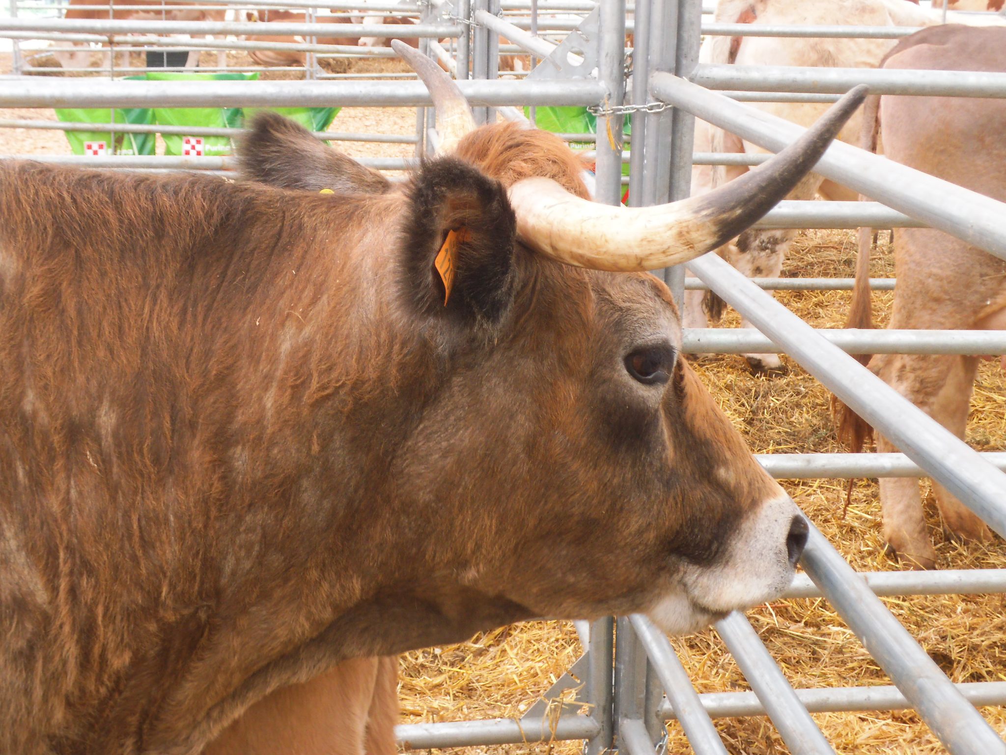 Scăderi ale efectivelor de bovine în țări europene care dețin supremația în acest sector; situația contrazice teoria conspirației potrivit căreia aceste state membre ar faulta România pentru a-și promova interesele proprii