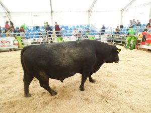 Exportul de carne de vită ia avânt: cea mai mare cantitate vândută până acum în primele trei luni ale anului