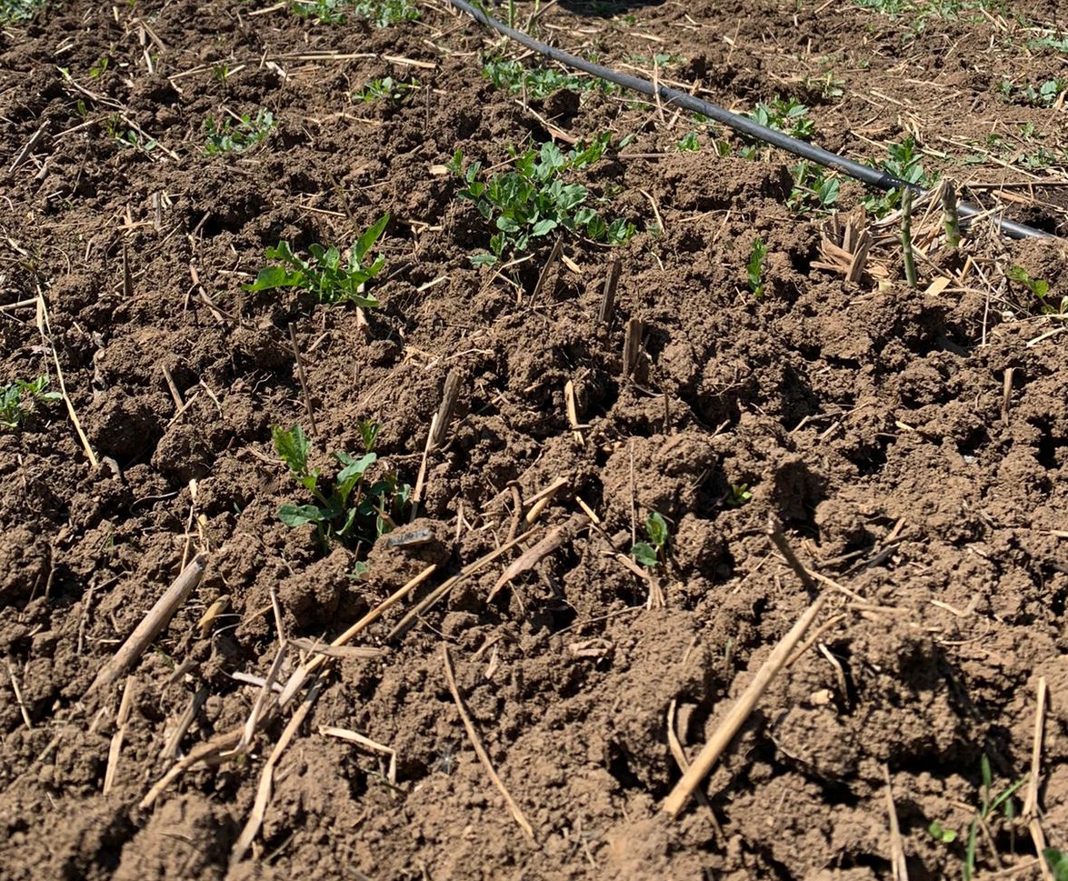 După ce a muncit câțiva ani în fermele italienilor, un tânăr din județul Olt cultivă sparanghel în satul lui și vinde recolta unor clienți din București