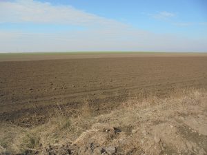 Fermierii din Republica Moldova intenționează să extindă suprafețele cultivate cu floarea soarelui și porumb, mărfuri pe care Ucraina le livra pe piața europeană