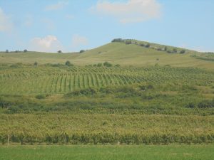 Doi frați și fiul unuia dintre ei au pus pe picioare, în Ciumbrud, județul Alba, una dintre cele mai active afaceri viti-vinicole din Transilvania