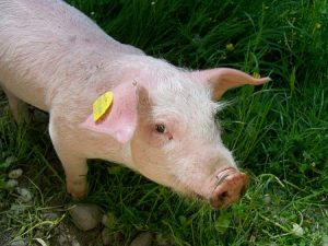 Bani de la guvern pentru sectorul creșterii suinelor: 33,33 euro pentru porcul gras și 50 de euro pentru animalele de reproducție ( scroafe și scrofițe ); beneficiarii eligibili și condițiile de primire a ajutorului financiar