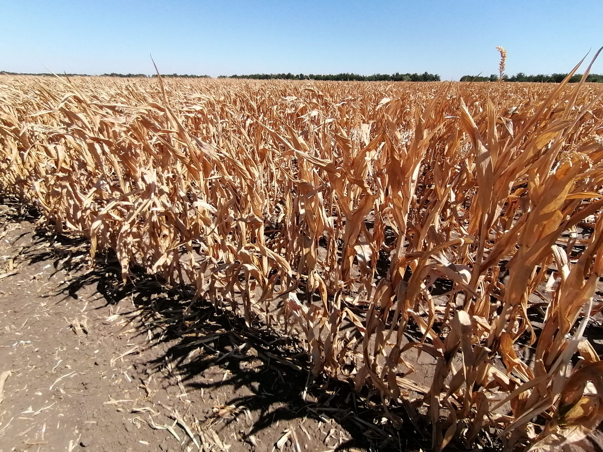 agricultura, Buzau, seceta