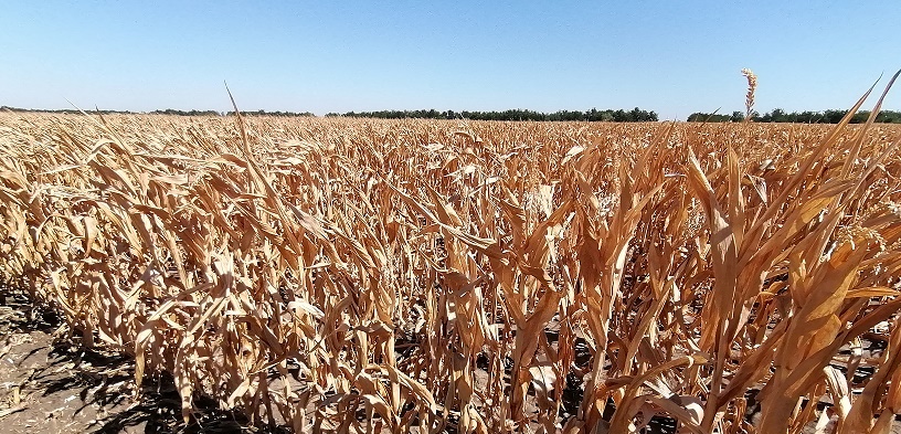 productia-de-porumb-si-floarea-soarelui-cele-mai-afectate-de-seceta