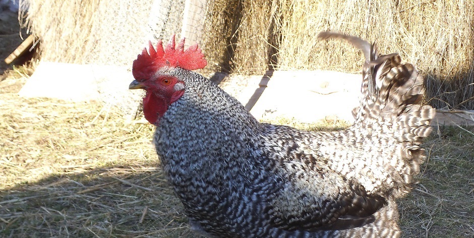 Răspândire rapidă a virusului gripei aviare în Europa; Emiratele Arabe Unite au interis deja importurile de carne de pasăre din Germania