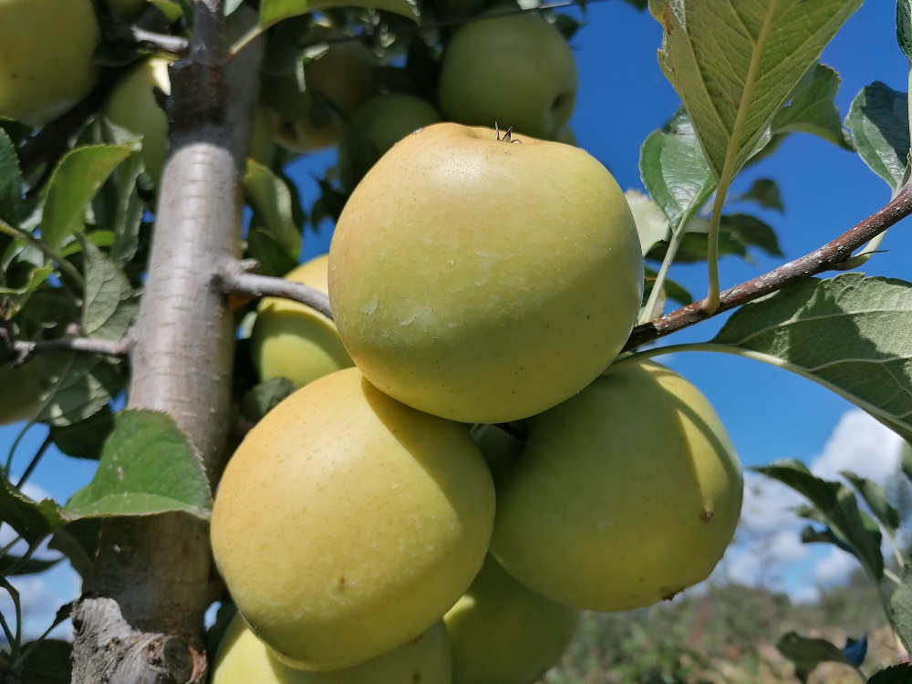 Merele chinezești au liber din nou pe piața Rusiei; importurile au fost interzise în 2019, din cauză că nu respectau normele de siguranță alimentară